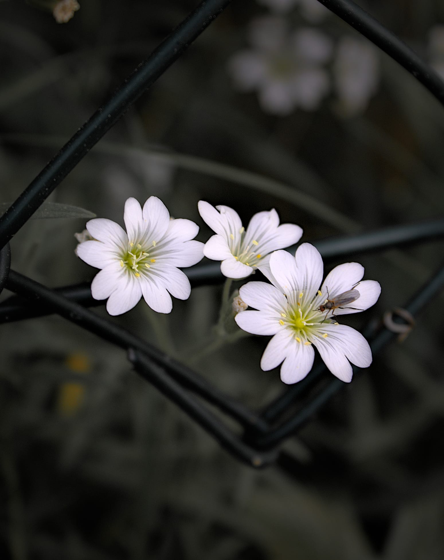 Ein Bild von weißen Blumen. Der Hintergrund ist grau.